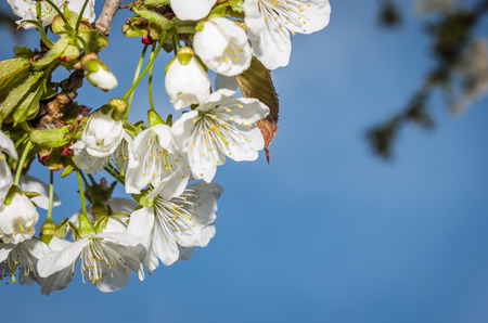 cherry blossomの写真素材