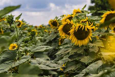 sunflowersの写真素材