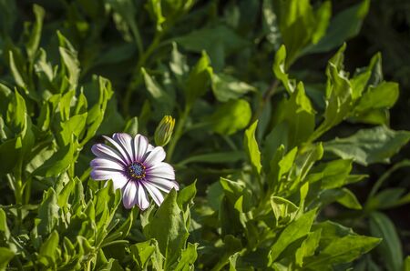 flowerの写真素材