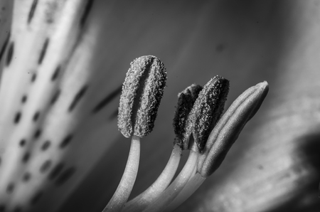 flower detailの写真素材