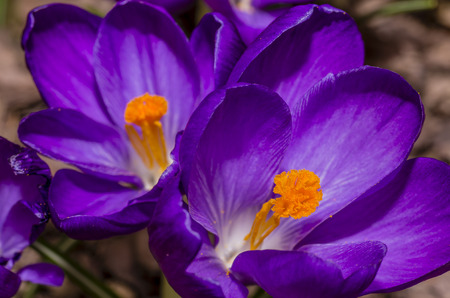 crocus flowerの写真素材