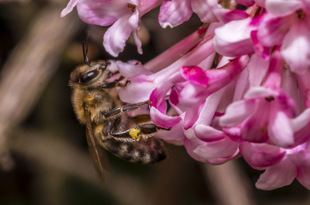 bee and flowerの写真素材