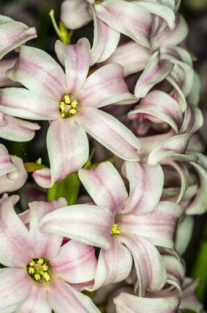 hyacinthの写真素材