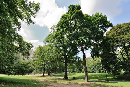 Trees in Central Parkの写真素材