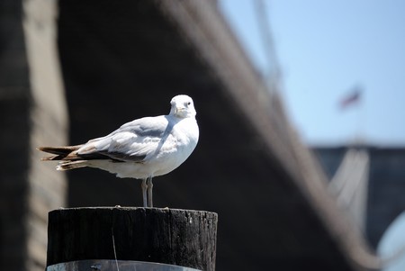 Seagull And Brooklyn Bridgeの写真素材