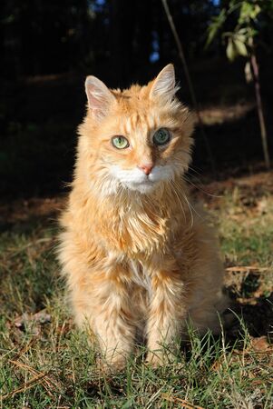 An old Male Orange with green eyes outdoors.