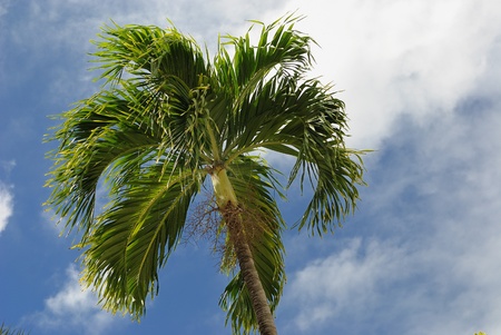 Tropical Palm tree in the skyの写真素材