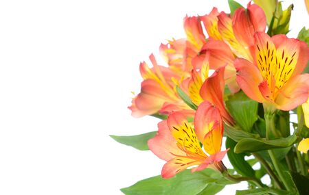 Beautiful Alstroemeria with Copy Spaceの写真素材