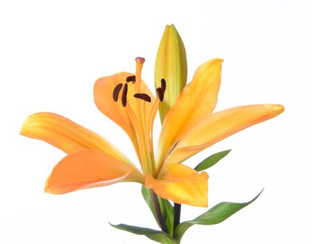 Beautiful budding Tiger LIlly flowerの写真素材