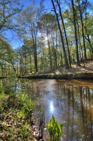 A creek out in the woodsの写真素材