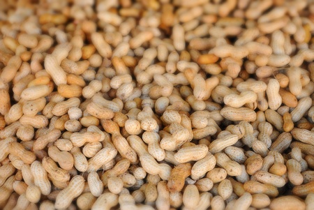 Pile of peanuts in their shells with selective focus.の写真素材