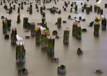 old worn dock posts with seagulls resting atopの写真素材