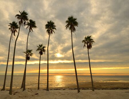 Palm trees on a beach with golden sunlight