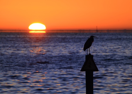 sunrise over the water with a bird on a pylonの写真素材