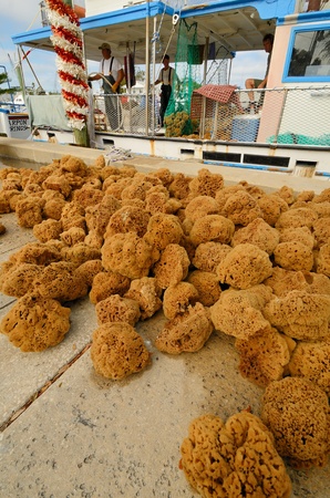 TARPON SPRINGS, FLORIDA - DECEMBER 26, 2011: Sponge harvest December 26, 2011 in Tarpon Springs, FL. Once considered dead, the sponge industry has made a comeback with a record harvest in 2007.のeditorial素材