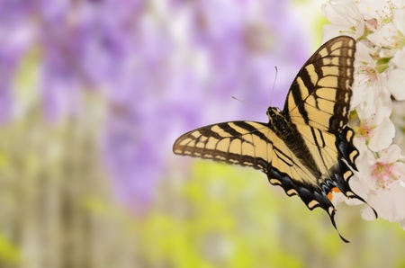 yellow and black butterfly on cherry blossoms with purple wisteria in the backgroundの写真素材
