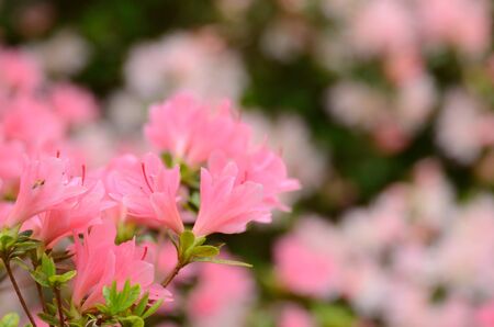 Azaleas in bloom against foliageの写真素材