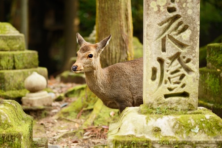 Nara deer roam free in Nara Park, Japan.の写真素材