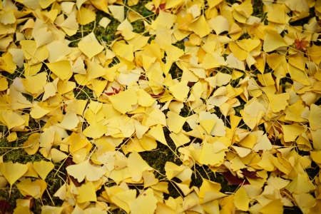 Fall foliage fallen on the ground in Kyoto, Japan.の写真素材
