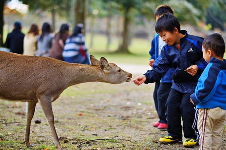 NARA, JAPAN - NOVEMBER 18: Children feed wild deer senbei crackers November 18, 2012 in Nara, JP. Once considered divine and sacred, the deer of Nara are now instead designated as National Treasures.のeditorial素材