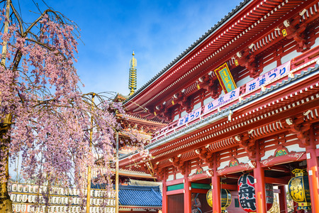 Senso-ji Temple in Asakusa, Tokyo, Japan during spring Sakura season.のeditorial素材
