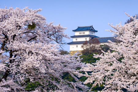 Hikone Castle in the spring in Hikone, Japanのeditorial素材