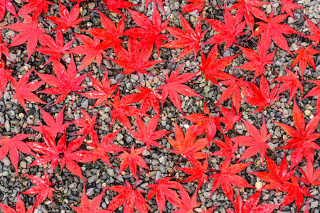 Autumn leaves on a gravel trail.の写真素材