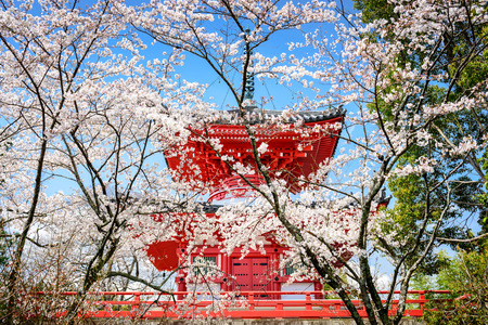 Kyoto, Japan at Daikaku-ji Temple.のeditorial素材