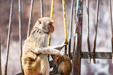 Macaque monkeys enjoy their time at Taung Kalat on Mt. Popa, Myanmar.