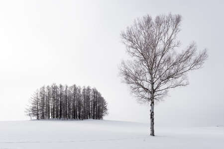 Biei, Japan in winter on Panorama Road.の写真素材