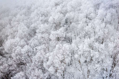 Wintry trees from above on  Mt. Kurodake  Hokkaido, Japan.の写真素材