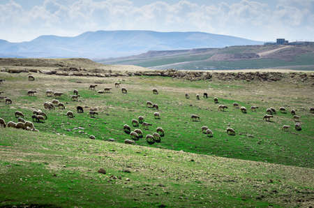 Sheep grazing on Judean Hills in Israel.の写真素材