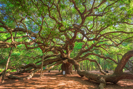 Angel Oak Park, Charleston, South Carolina, USA.の写真素材