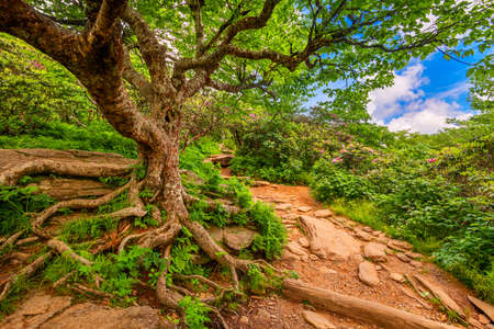 Trails at Craggy Gardens in North Carolina, USA.