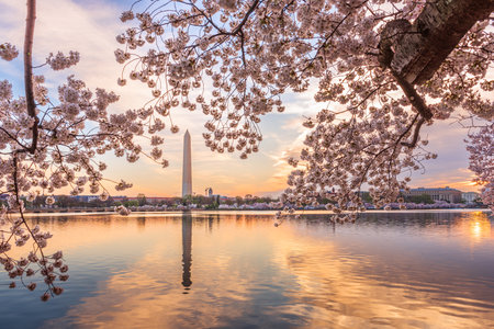 Washington DC, USA at the tidal basin with Washington Monument during the spring cherry blossom season.の写真素材