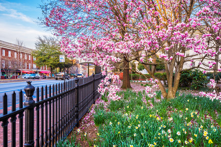 Cast iron fence and magnolias at dusk in spring in Athens, Georgia, USA.の写真素材