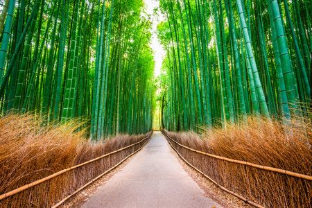 Kyoto, Japan at the bamboo forest in the morning.の写真素材