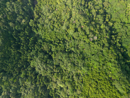 Abstract view of trees from above.の写真素材