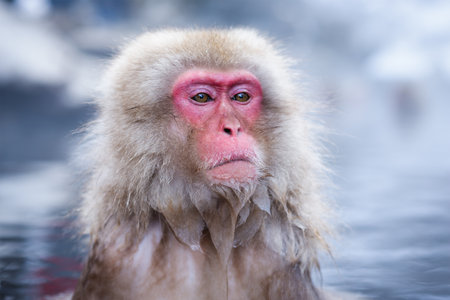 Macaques bath in hot springs in Jigokudani Park, Nagano, Japan.の写真素材