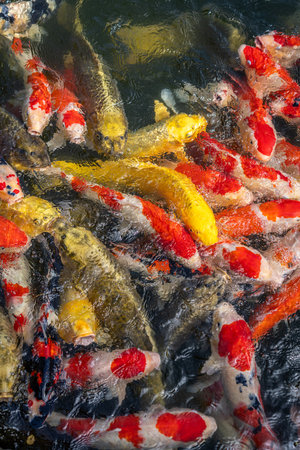 A lot of colorful Koi in a pond during feeding time.の写真素材