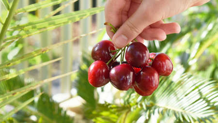 Hand holding red cherries on a green background, a handfull of cherries, cherry, cherries, red...