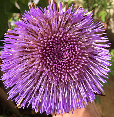 Close up on a clear purple artichoke head in bloom with many flowers. Artichoke head with flower in...