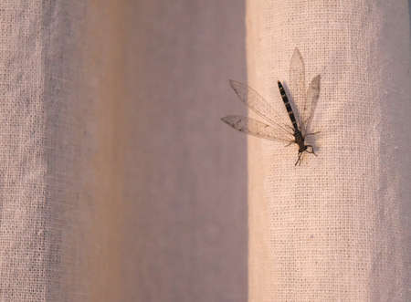 Antilion adult with two pairs of multiveined, translucent wings, on a white curtain, Myrmeleontidaeの写真素材