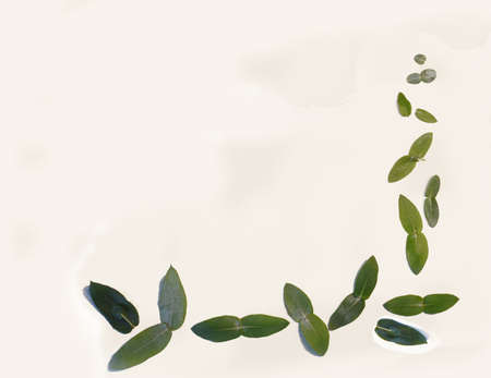 Frame or card with different sizes and shapes of eucalyptus leaves