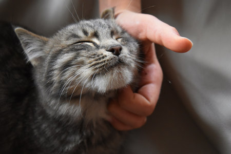 Gray tabby kitten expressing contentment as it's being pet. close portrait of a young tabby catの写真素材