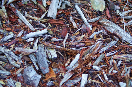 A closeup shot of dry leaves on the ground in the forest