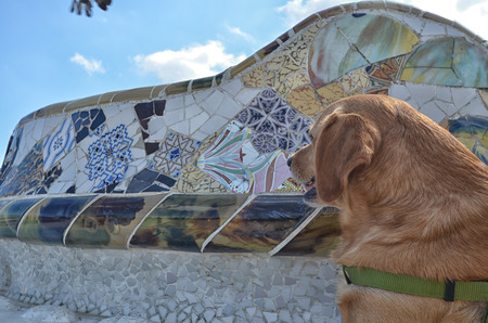 Domestic dog at Parc Guellの写真素材