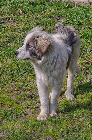 View of puppy dog in a sunny dayの写真素材