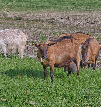 View of goats in the tuscany countrysideの写真素材