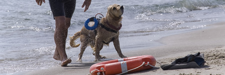 Rescue dog comes out of the seaの写真素材